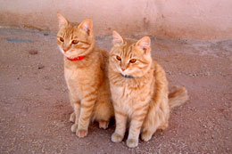 Mimi and Fifi Ahmed Abdallah